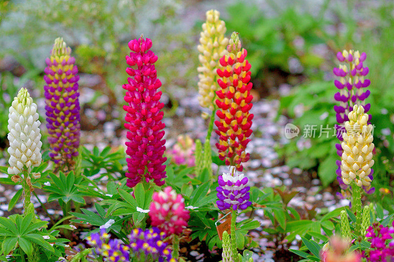 Lupinus /羽扇花